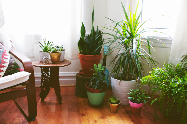 Oro drėkinimo namuose būdai  - 9 Turėti namuose daug augalų 